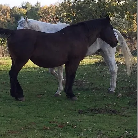 Διαμέρισμα La Locaia Σιένα